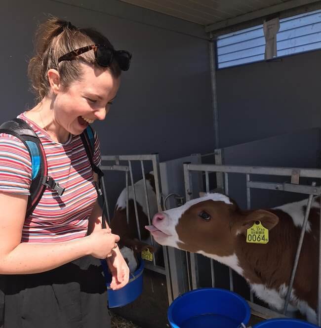 Employee in the Spotlight - Saskia Clappers - cows